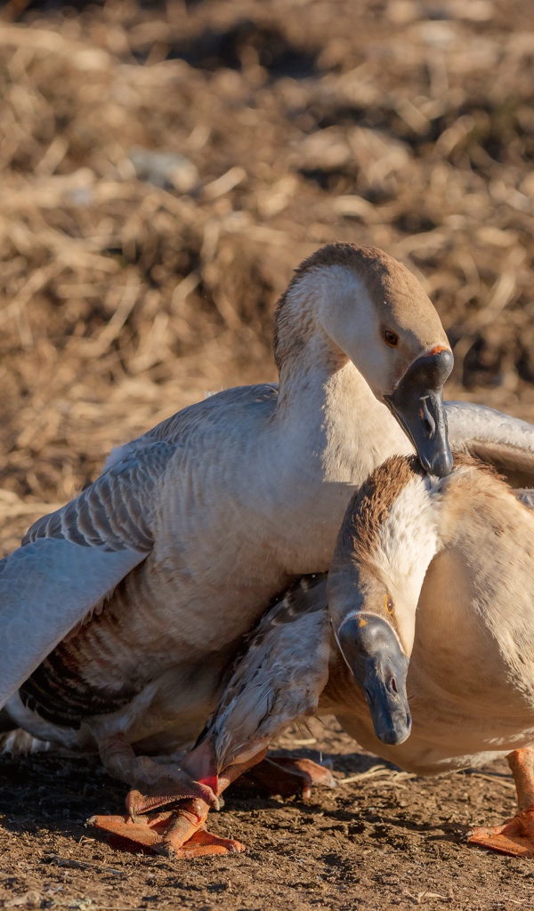 Пара серых гусей в лучах солнца 