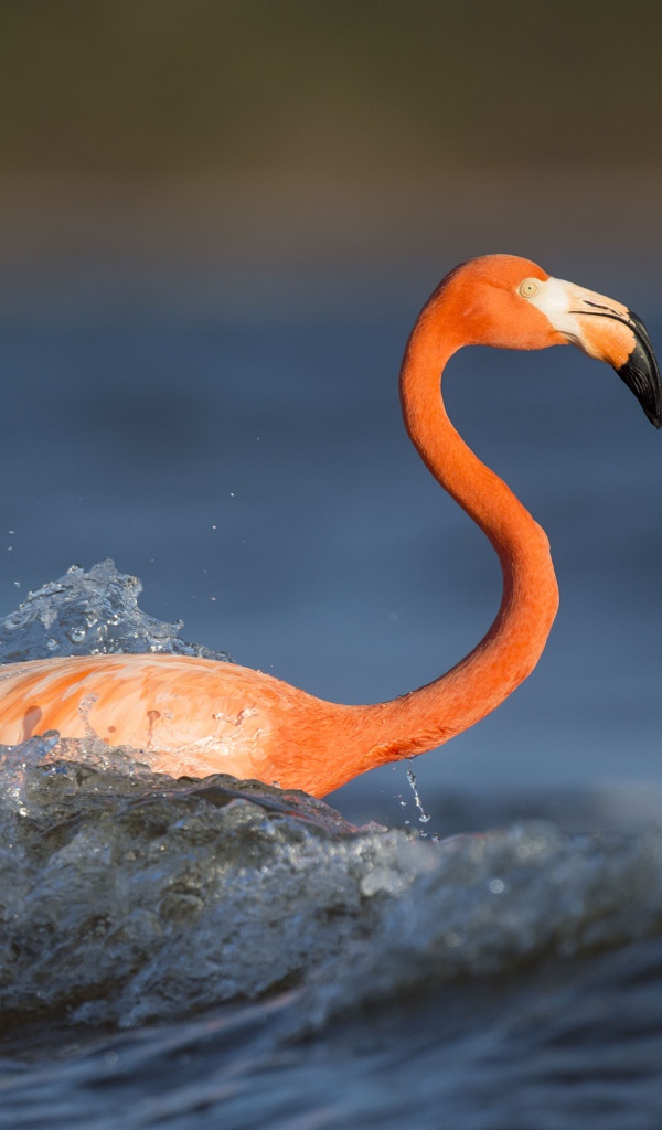 Розовый фламинго с длинным клювом стоит в воде