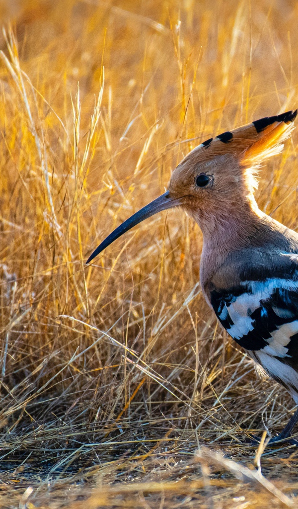 Удод с острым клювом на сухой траве