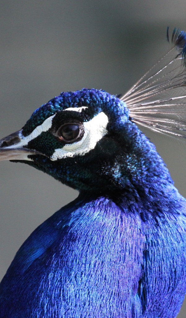 Красивый синий павлин на сером фоне 