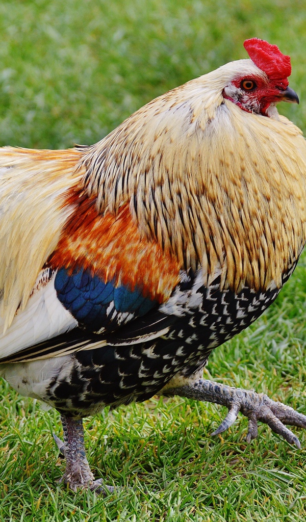 Красивый домашний петух идет по траве 