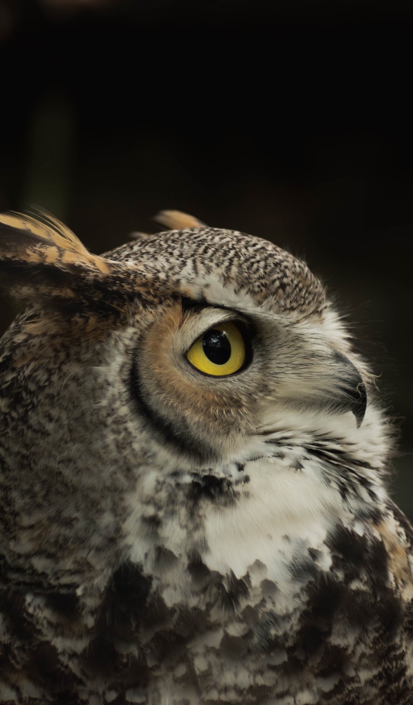 Красивая серая сова с желтыми глазами 