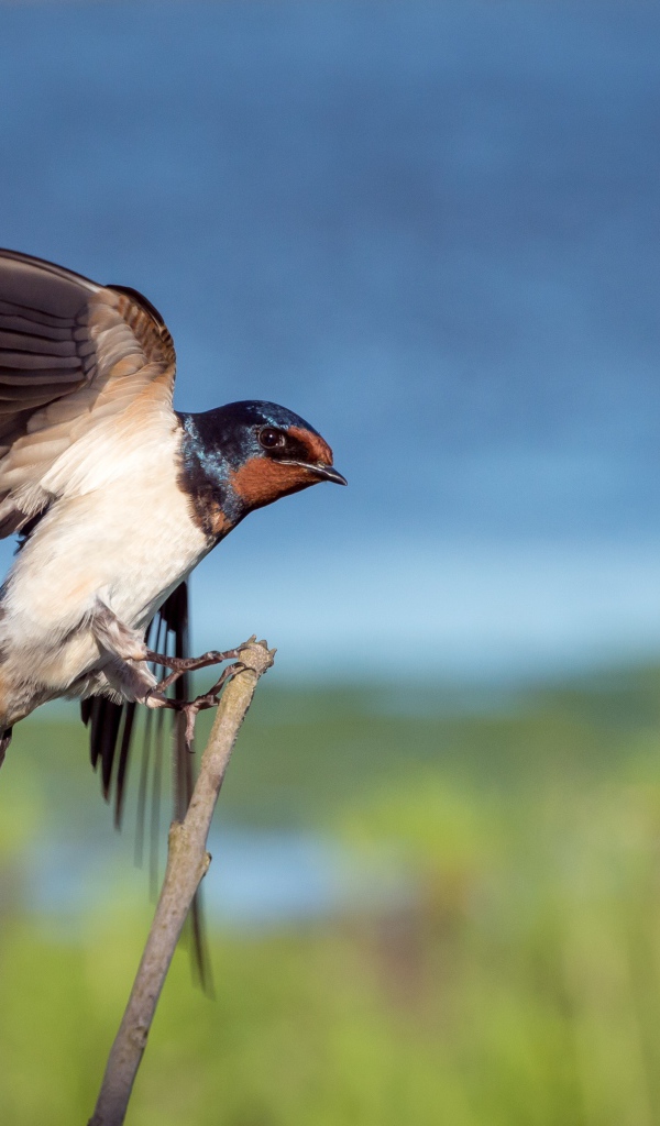 Красивый стриж сидит на ветке 