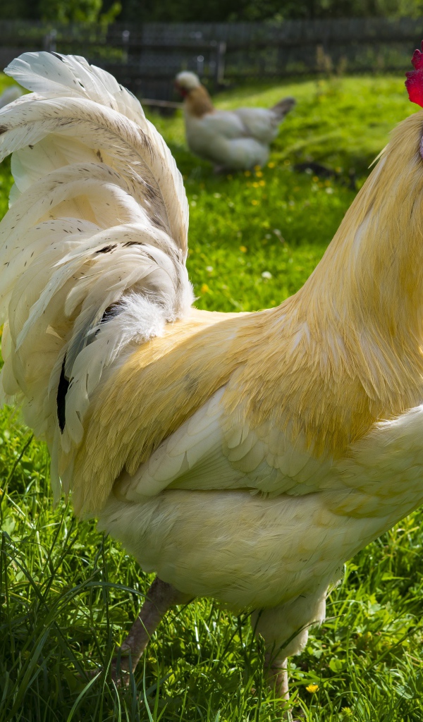 Красивый белый домашний петух на зеленой траве 