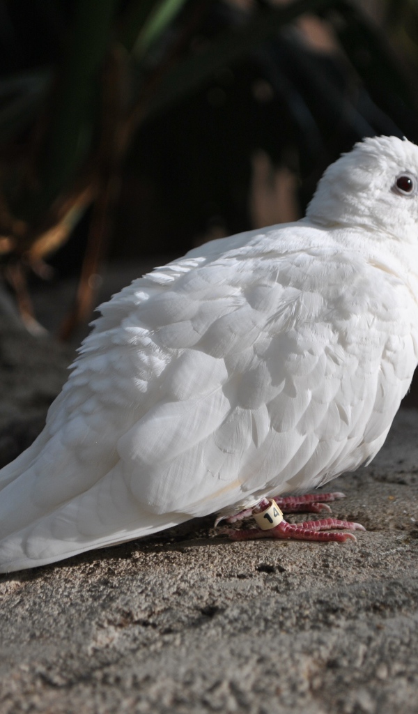 Красивый белый голубь сидит на камне