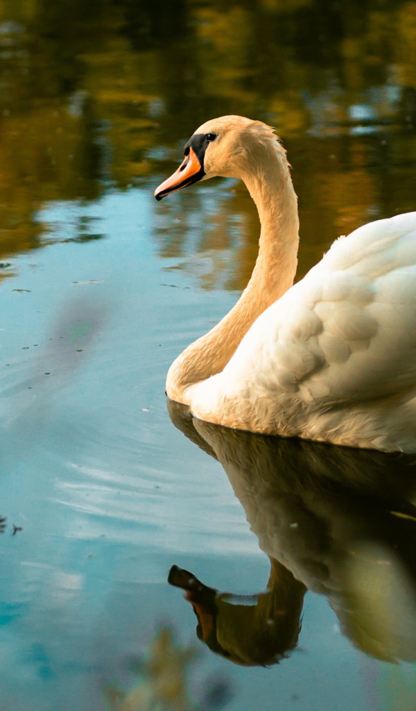 Красивый белый лебедь в холодной воде 