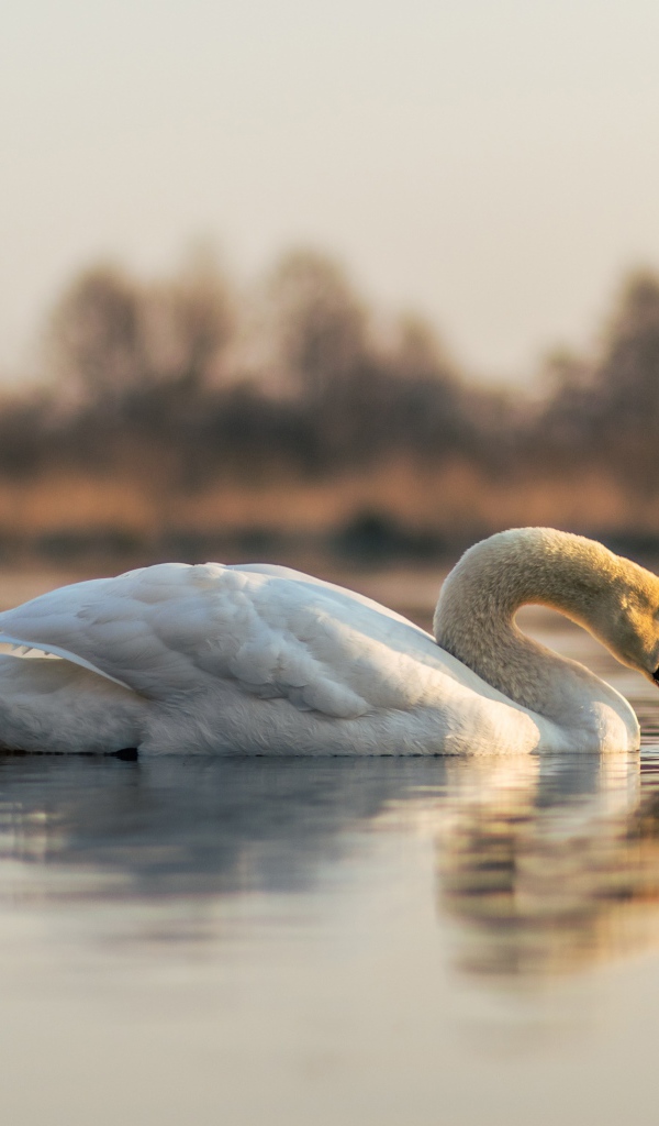 Красивый белый лебедь в пруду на закате
