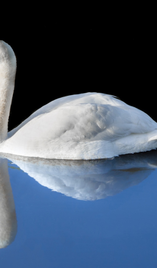 Красивый белый лебедь отражается в холодной воде