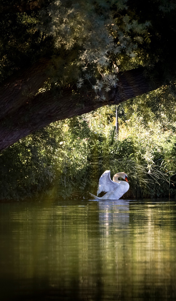 Красивый белый лебедь на пруду 