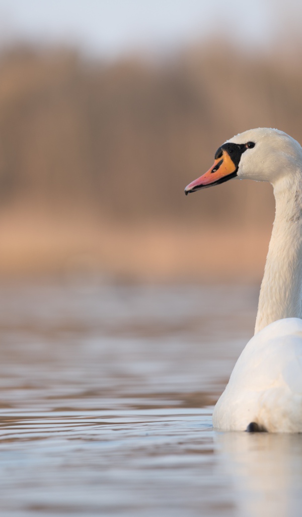 Красивый белый лебедь на пруду утром