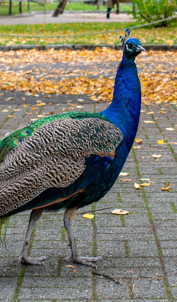 Большой красивый павлин гуляет в осеннем парке