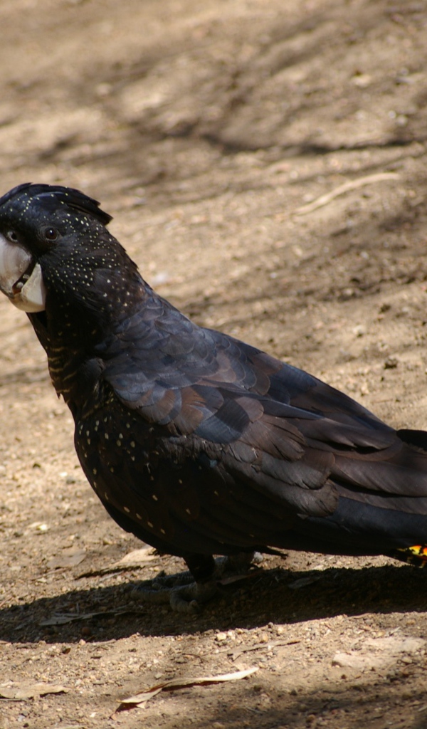 Большой черный какаду стоит на земле 