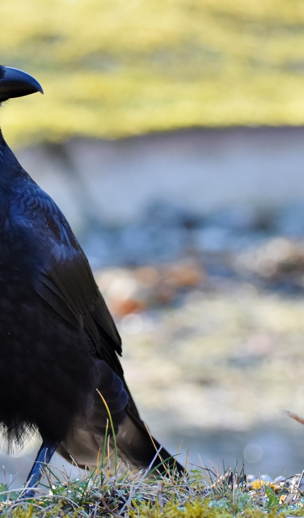 Большой черный ворон крупным планом