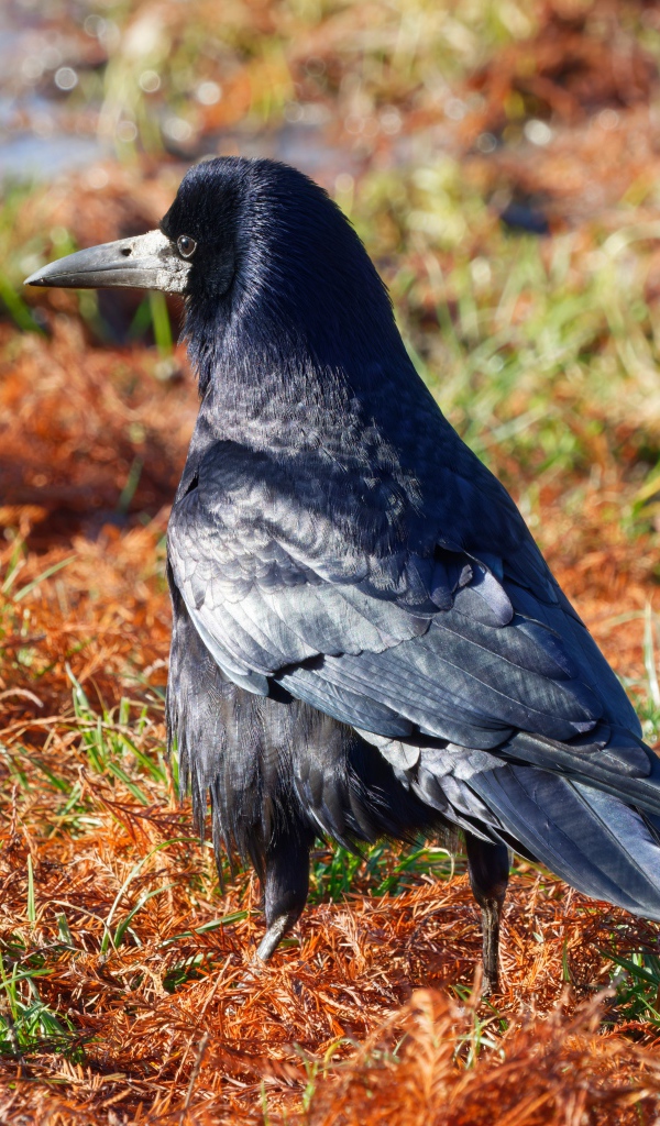 Большой черный ворон на траве 