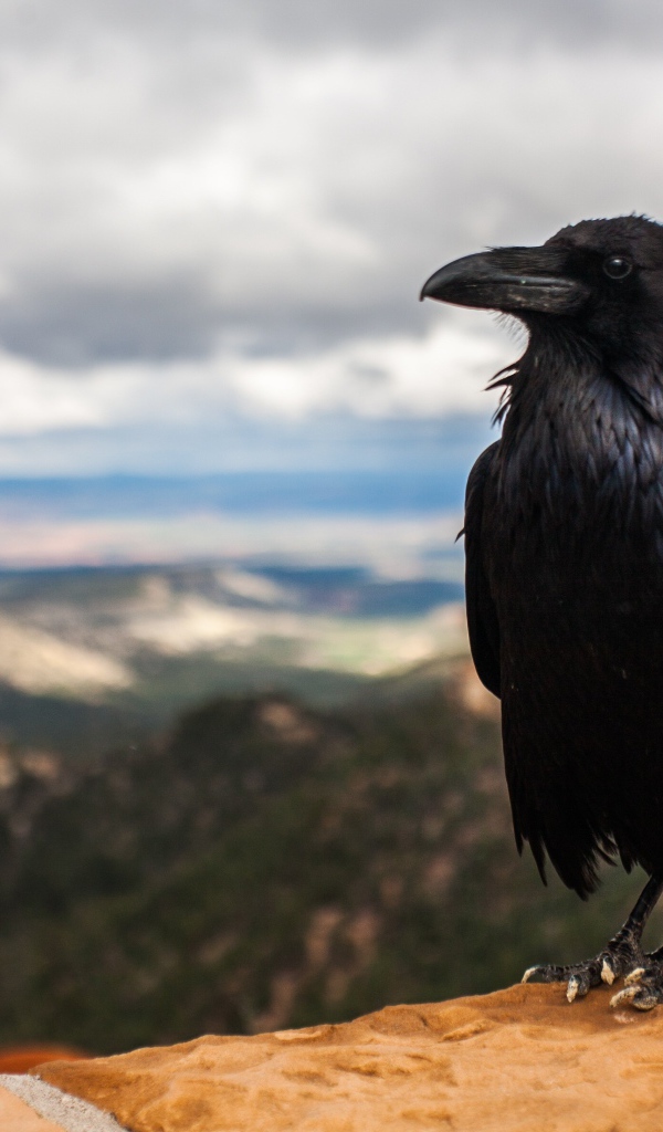 Большой черный ворон сидит на камне