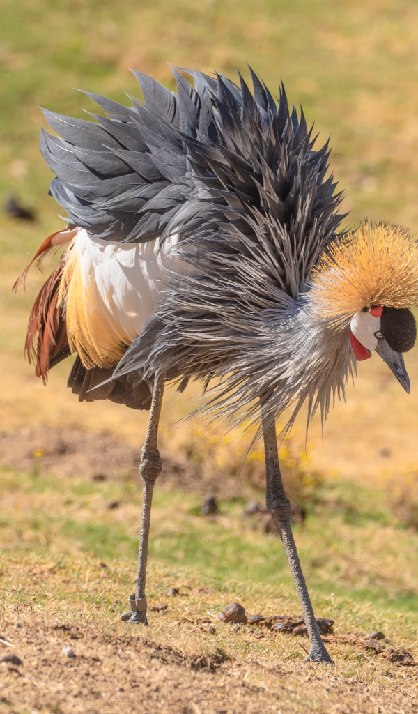 Большой серый журавль на земле 