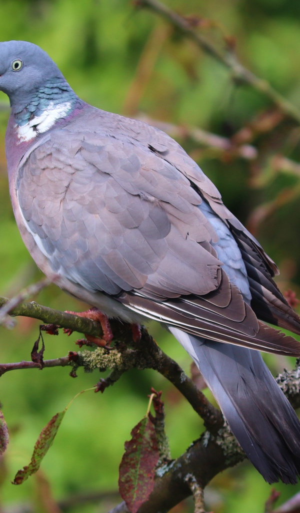 Большой серый  голубь сидит на ветке дерева