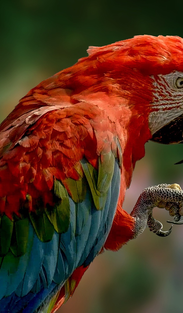 Большой ара с красной головой крупным планом 