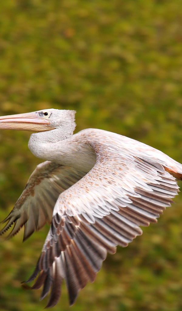 Большой пеликан парит в воздухе