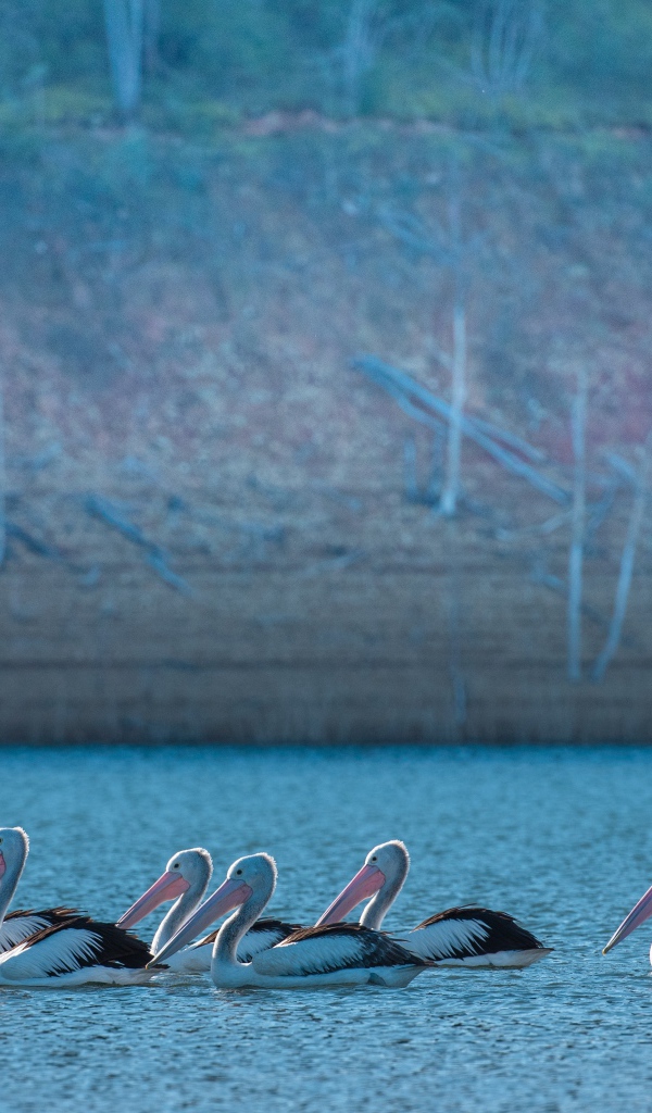 Большие пеликаны в воде 