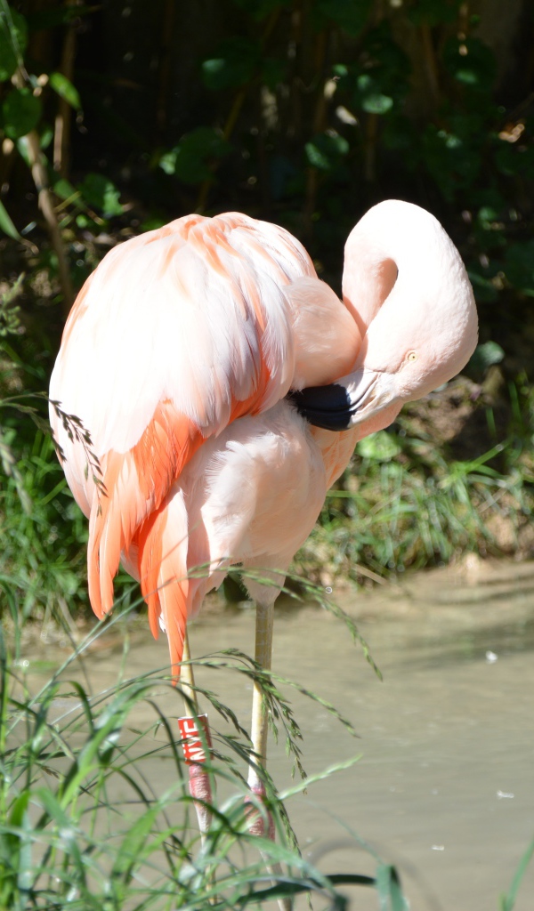 Большой розовый фламинго стоит в воде