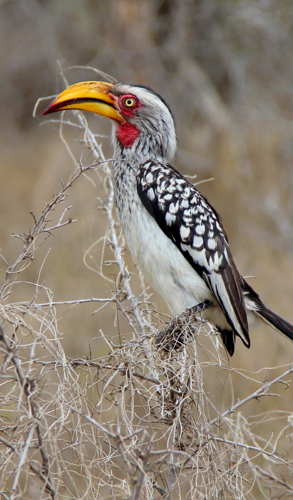 Большая  птица носорог сидит на ветке 