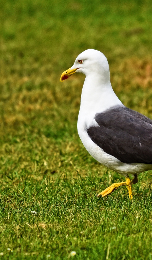 Большая чайка гуляет по зеленой траве