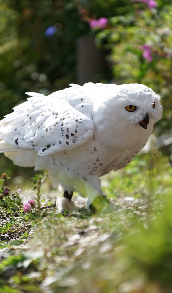 Big snowy owl walks on the grass
