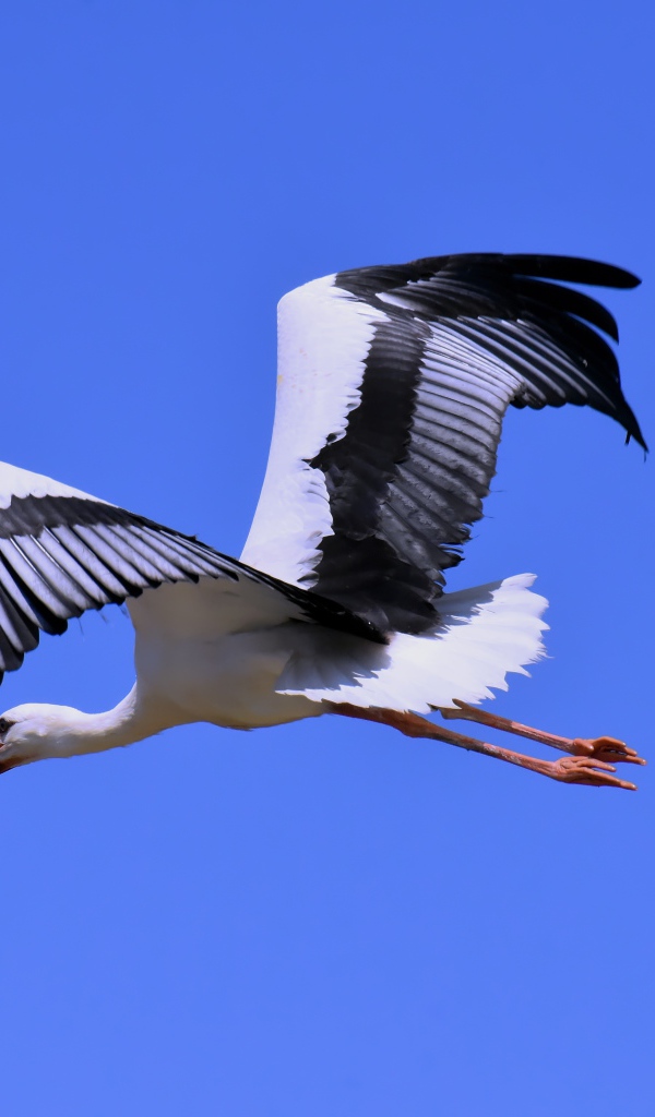 Аист фото. Аист. Белый аист с черными крыльями. Аист черногуз. Белый аист краска.