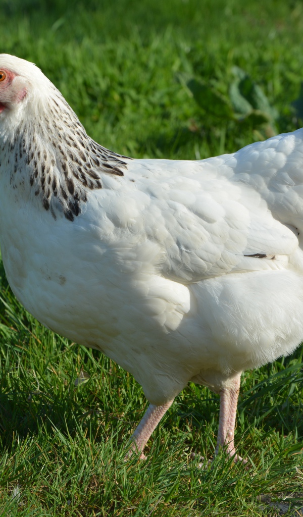 Большая белая курица гуляет по зеленой траве 