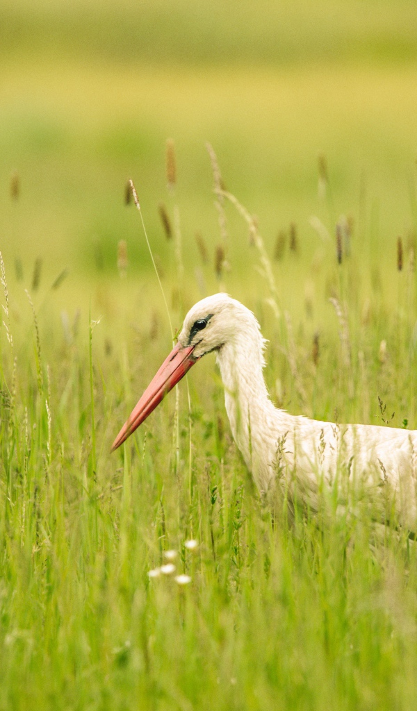 Большой белый аист  в зеленой траве 