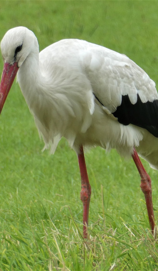 Большой белый аист гуляет по зеленой траве