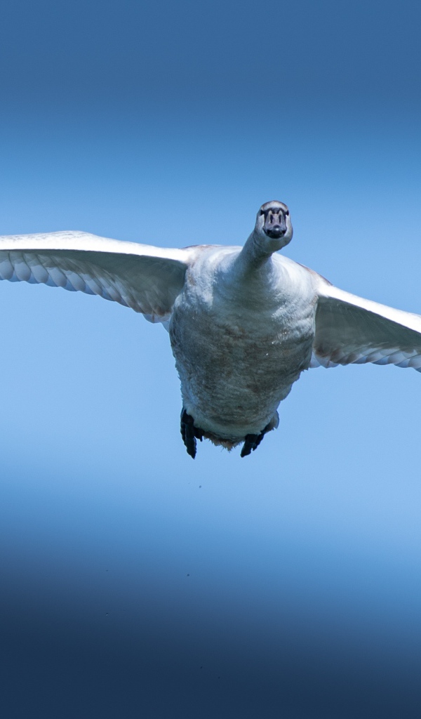 Большой белый лебедь летит в голубом небе