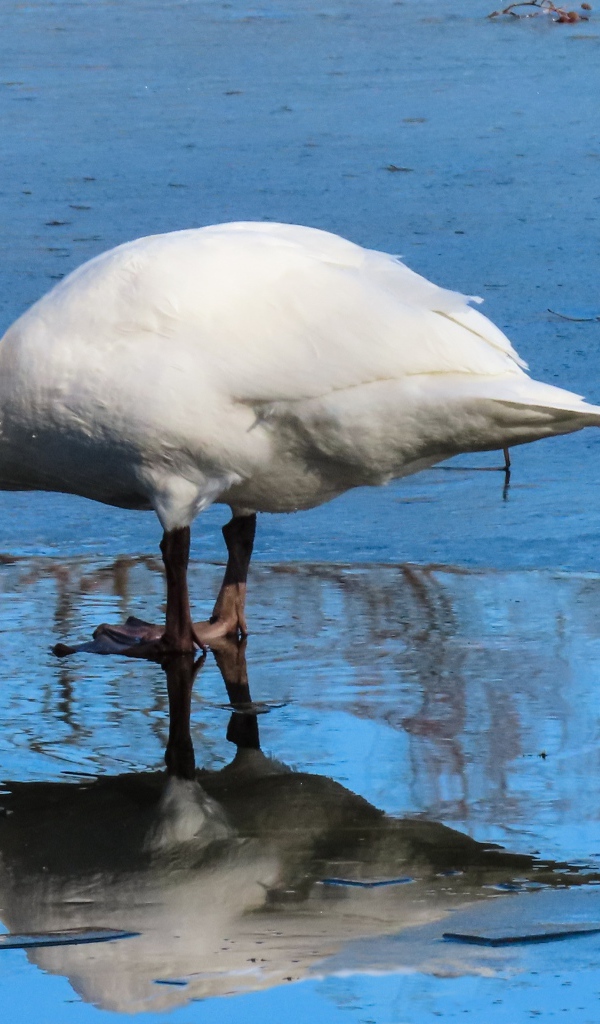 Большой белый лебедь в луже 
