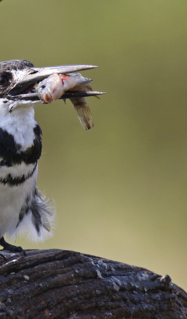 Птица пестрый зимородок с рыбой в клюве 