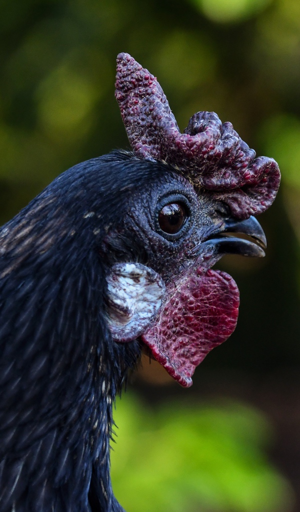 Черная домашняя курица крупным планом