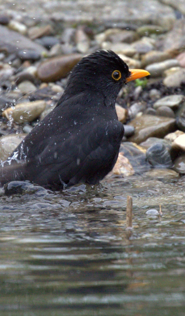 Черный дрозд купается в воде