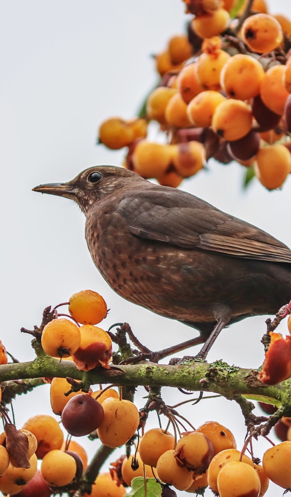 Черный дрозд сидит на ветке с ягодами