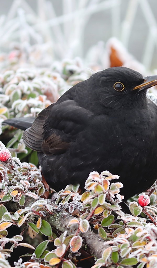 Черный дрозд сидит на покрытых инеем ветках