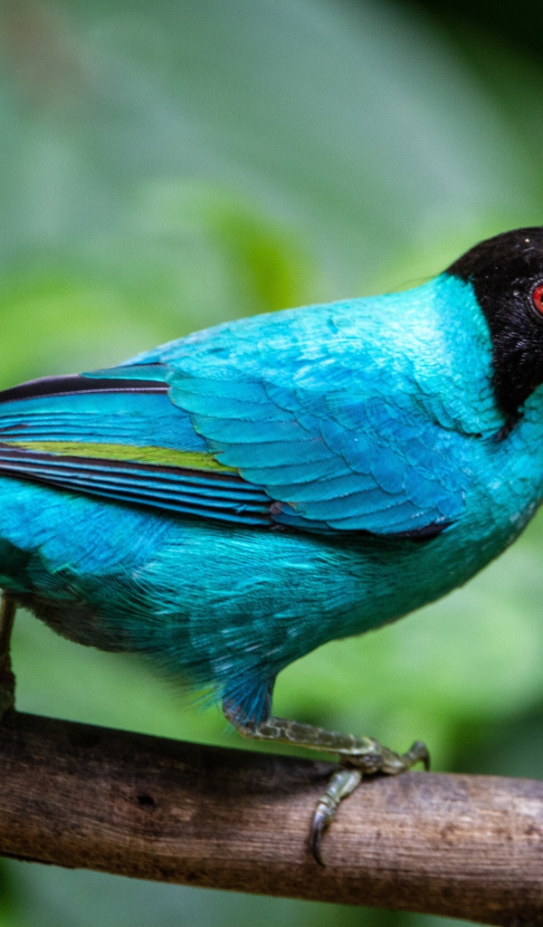 Голубой зеленый медонос сидит на ветке 