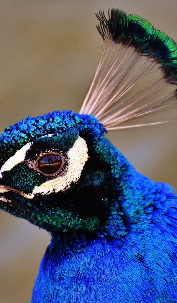 Голова голубого павлина крупным планом 