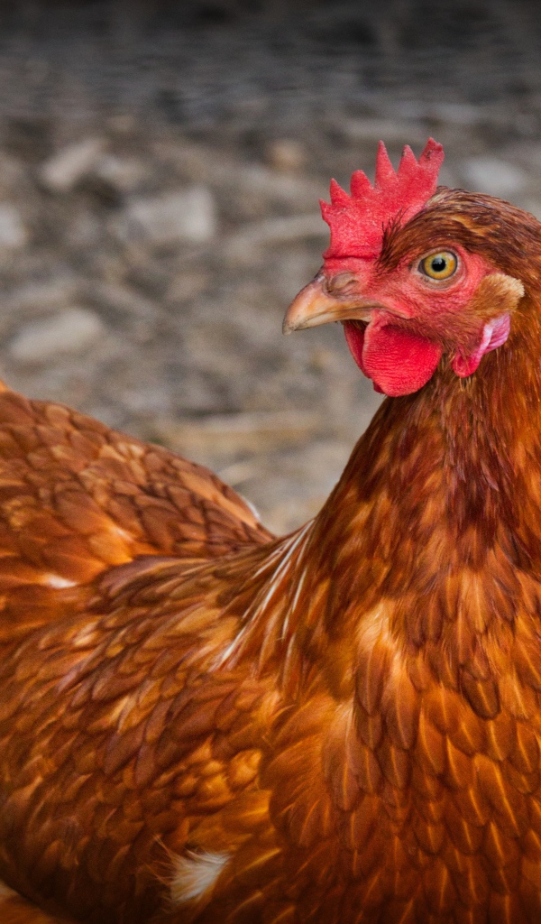 Коричневая домашняя курица на гнезде