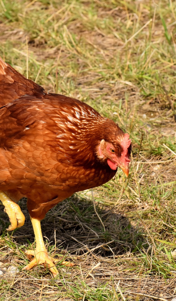 Коричневая домашняя курица гуляет по траве 