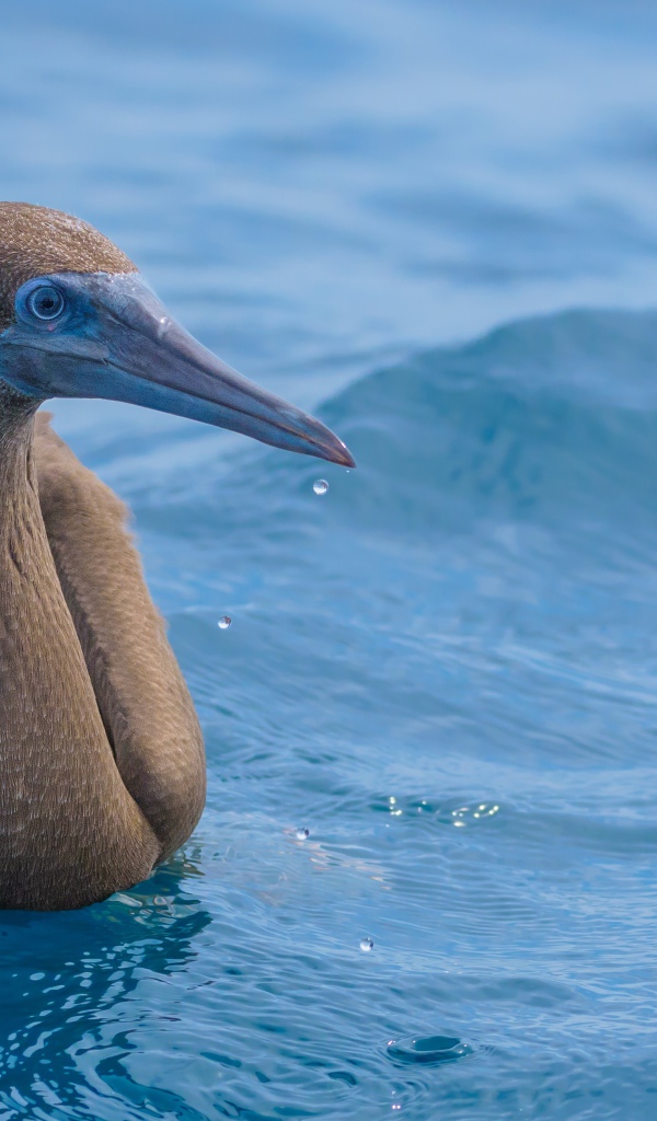 Птица Бурая олуша в воде