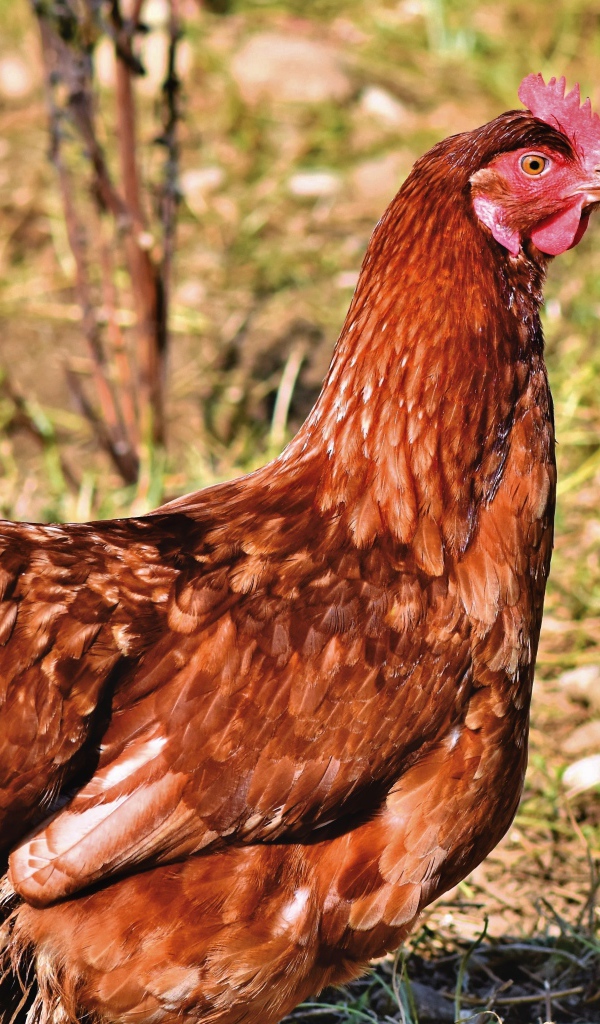 Коричневая домашняя курица на улице 