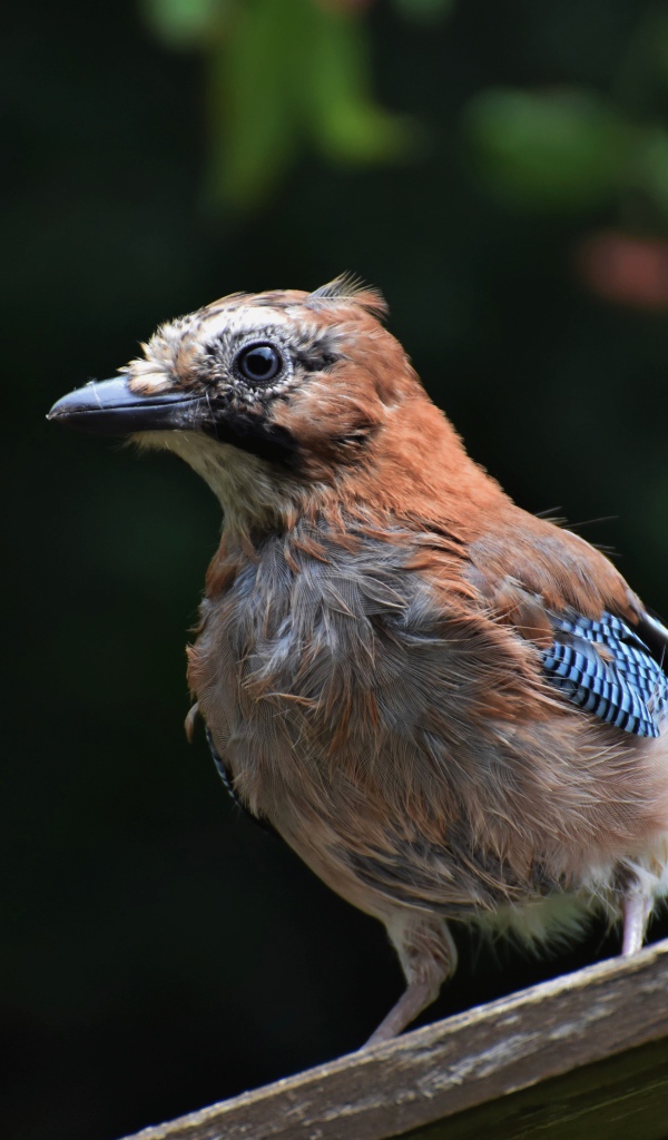 Коричневая сойка сидит на деревянной доске