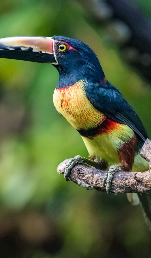 Ошейниковый арасари сидит на ветке дерева
