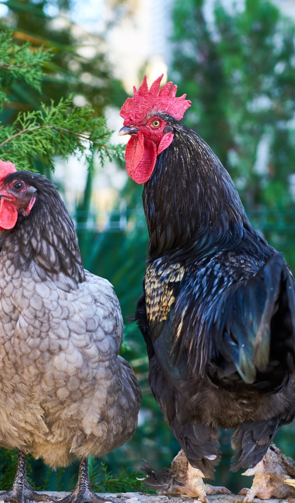 Домашние куры и петух на ферме 