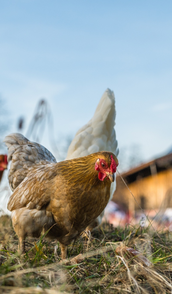 Домашние куры гуляют на траве 