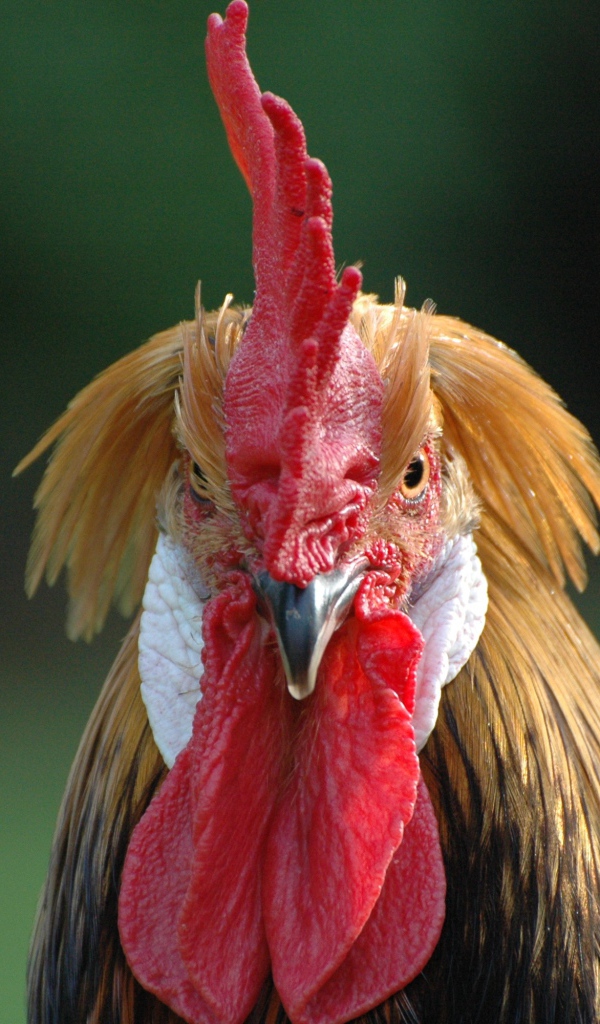 Домашний петух с красным гребнем 